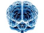 curso fundamentos da neurociência